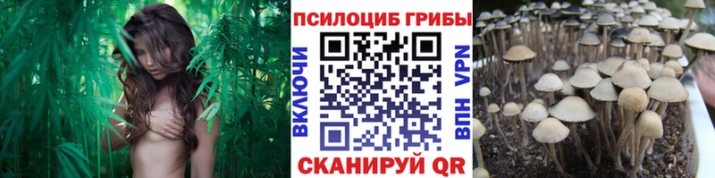 Купить  Болгар  Псилоцибиновые грибы Cubensis 